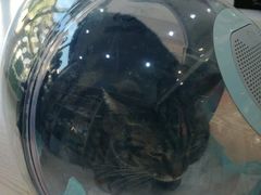 -萌兽医馆·宠物医院·猫骨科(创景店)