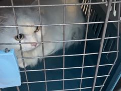 -动物缘宠物医院·骨科·猫科(西二环店)