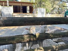 -费瑟代尔野生动物园