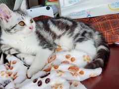 -翊宠yipet猫狗购宠庄园犬舍•猫舍