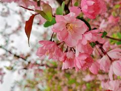-上海滨江森林公园