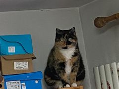 -美联众合动物医院·24h京西诊疗中心