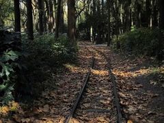 -上海共青森林公园