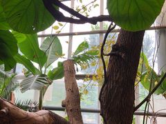 -北京呀路古热带植物园