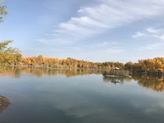 -金塔沙漠胡杨林景区