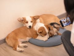 -浣熊柯尔鸭土拨鼠·电玩咖
