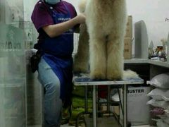 android_upload_pic-芭比堂动物医院(广州爱宠下渡路分院)