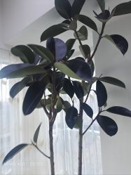 -HEYAN荷妍专业脱毛连锁机构