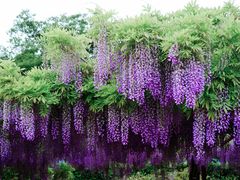 -嘉定紫藤园