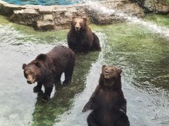 -深圳野生动物园