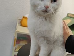 -琪喵猫屋·撸猫猫咖·猫舍