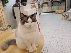 -柚子猫舍·精品猫舍购猫·猫咪认养·购宠·宠物店