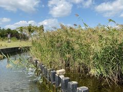 -鹦鹉洲湿地公园