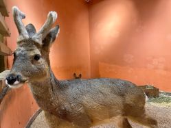 -Zoolung Zoolung动物主题公园(海信广场店)