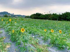-光明小镇欢乐田园