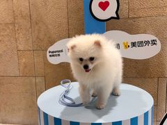 -帕帕拉兹宠物(亚洲旗舰店)