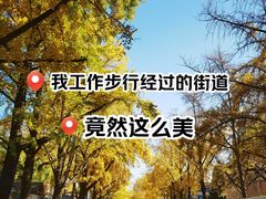 -三里屯东五街银杏大道