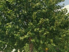 -济南方特东方神画