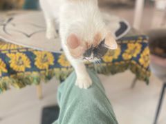 -平行世界·猫咖(首经贸店)