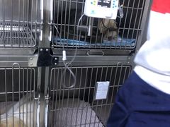 -喜多萌中农锦绣动物医院24H·猫科·牙科MRI·CT