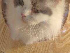-平行世界·猫咖(首经贸店)