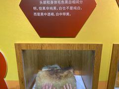 -中国大熊猫保护研究中心雅安碧峰峡基地