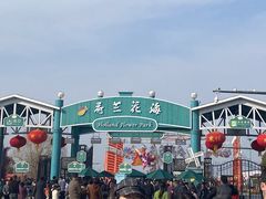 -荷兰花海