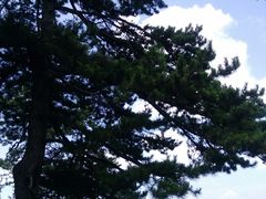 -塔云山
