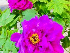 -北京市垂杨柳医院