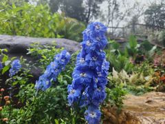 -深圳仙湖植物园