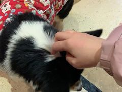 -猫色咖啡·猫咖