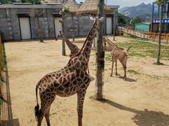 -西霞口神雕山野生动物世界