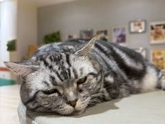 -藏猫猫咖啡主题馆(中央大道店)