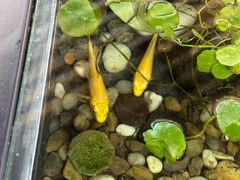 -红糖水都·女生特炖·中式滋补炖(北辰店)