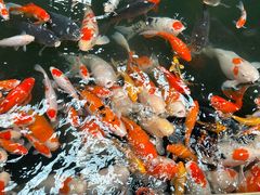 -南宫五洲植物乐园