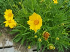 -永定河休闲森林公园