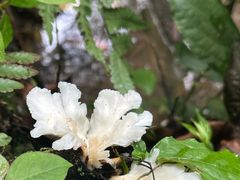 -莫里热带雨林景区