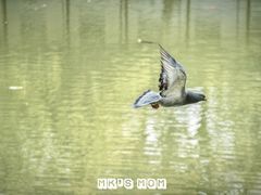 -西园寺