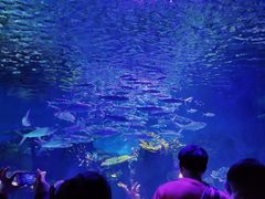 -华夏文旅海洋公园