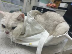 -瑞鹏宠物医院·微创内窥镜·骨外科·牙科(翠竹分院)