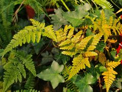 -国家植物园南园