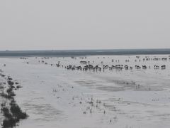 -盐城丹顶鹤湿地生态旅游区