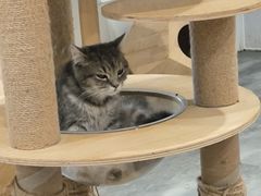 -楼上猫咖(罗湖店)