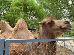 -长白岛森林公园