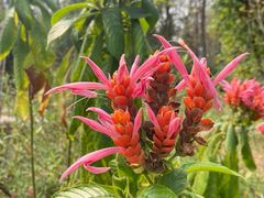 -中国科学院西双版纳热带植物园