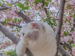 -武汉紫薇都市田园