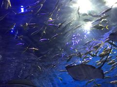 -华夏文旅海洋公园