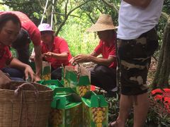 -从化深英荔枝黄皮龙眼采摘园