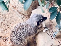 -佛冈森波拉度假区