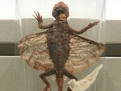 -四川大学博物馆